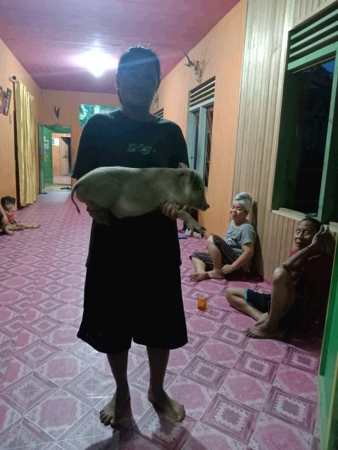PEMBERIAN BANTUAN BIBIT TERNAK