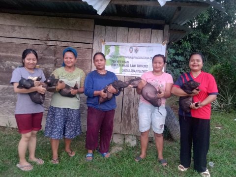 PEMBERIAN BANTUAN BIBIT TERNAK