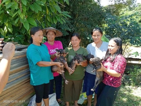 PEMBERIAN BANTUAN BIBIT TERNAK