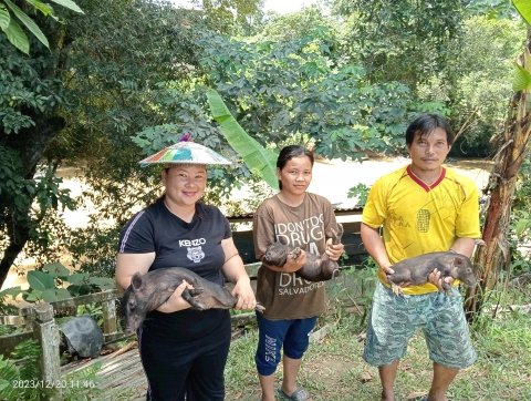 PEMBERIAN BANTUAN BIBIT TERNAK